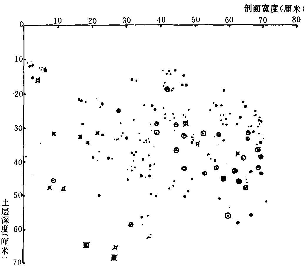 六、根系来源和根系结构